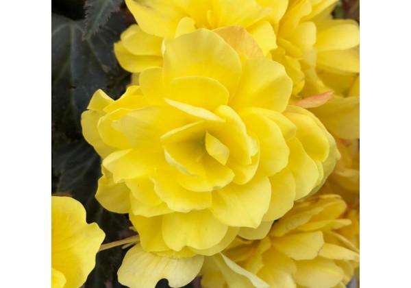 Begonia hybrida I'CONIA Portofino Yellow