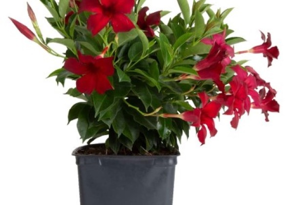 Mandevilla hybrida Flordenia Red Velvet (10,5 cm)