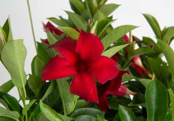 Mandevilla hybrida Flordenia Red Velvet (12 cm)