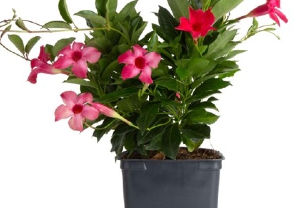 Mandevilla hybrida Flordenia Neon (10,5 cm)