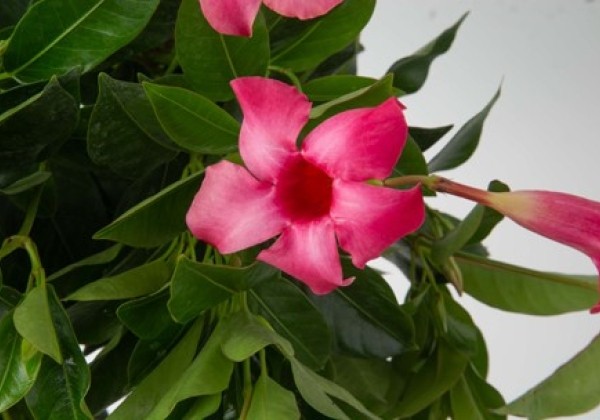 Mandevilla hybrida Flordenia Neon (12 cm)