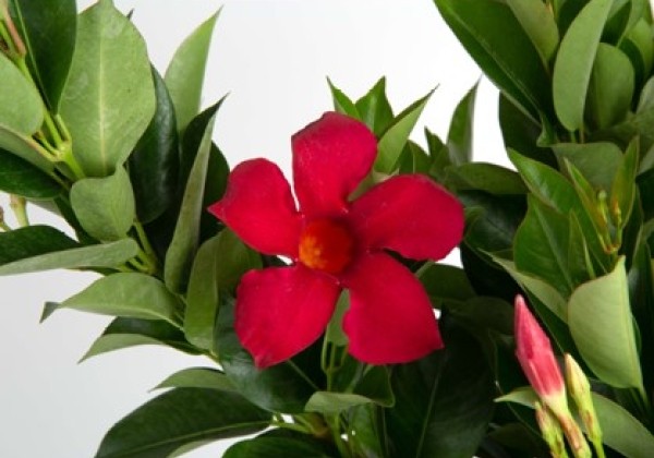 Mandevilla hybrida Flordenia Red (12 cm)
