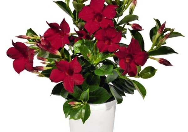 Mandevilla hybrida Flordenia Red (12 cm)
