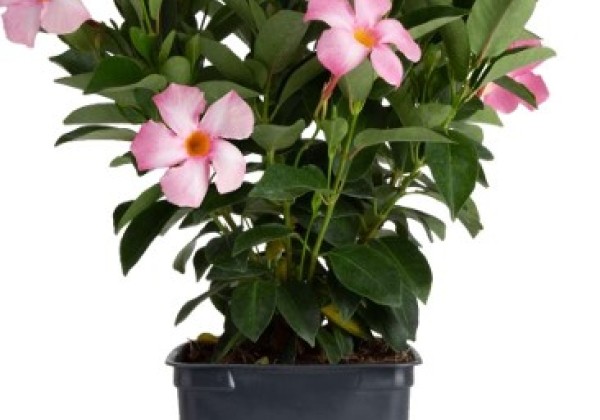 Mandevilla hybrida Flordenia Rose (10,5 cm)
