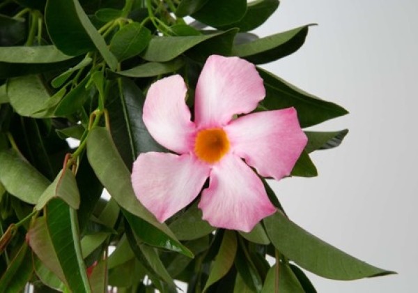 Mandevilla hybrida Flordenia Rose (10,5 cm)