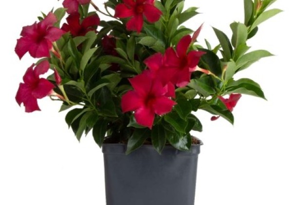 Mandevilla hybrida Flordenia Dark Red (10,5 cm)