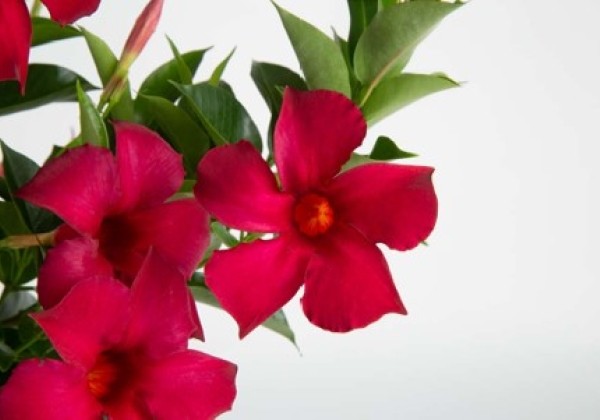 Mandevilla hybrida Flordenia Dark Red (12 cm)