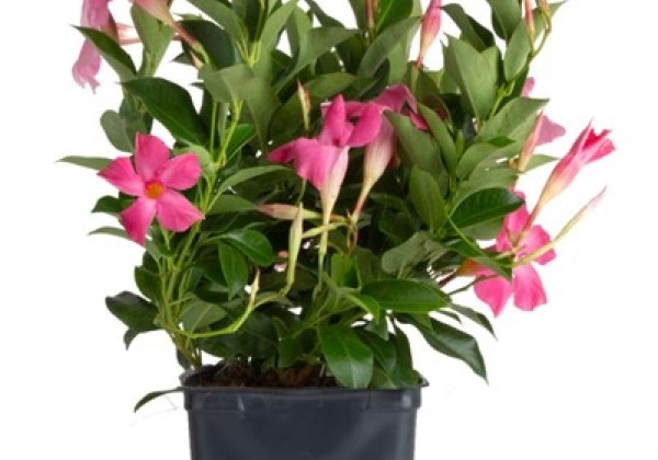Mandevilla hybrida Flordenia Pink (10,5 cm)