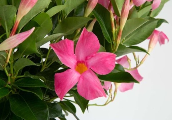 Mandevilla hybrida Flordenia Pink (10,5 cm)