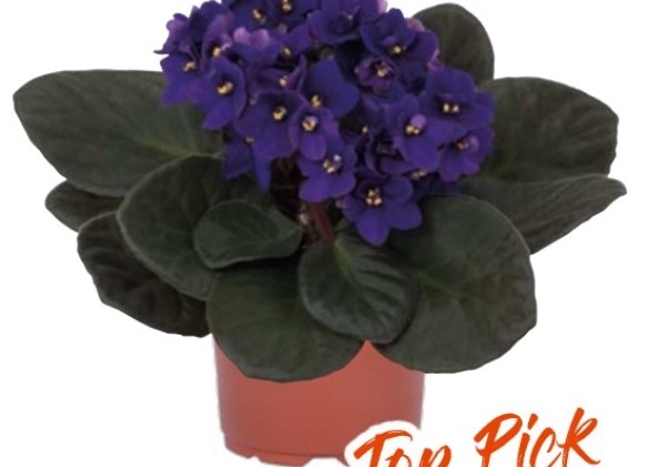 Saintpaulia gesneriaceae Maxi Floor