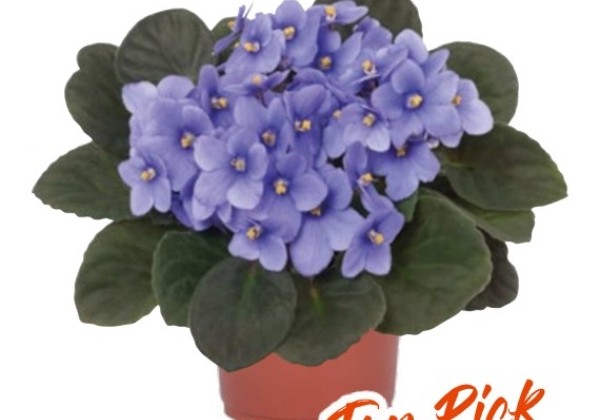 Saintpaulia gesneriaceae Maxi Elin