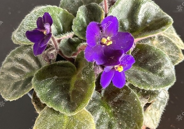 Saintpaulia gesneriaceae Maxi Biru (9 cm)