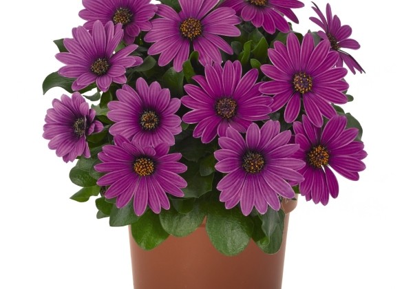 Osteospermum ecklonis Margarita Dark Lilac