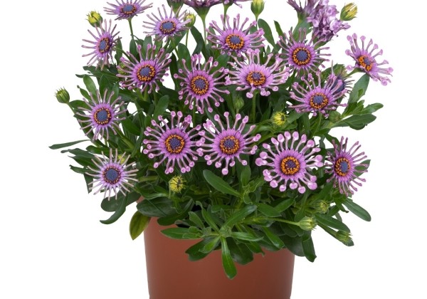 Osteospermum ecklonis Margarita Pink Spoon