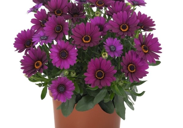 Osteospermum ecklonis Margarita Cool Purple 2023