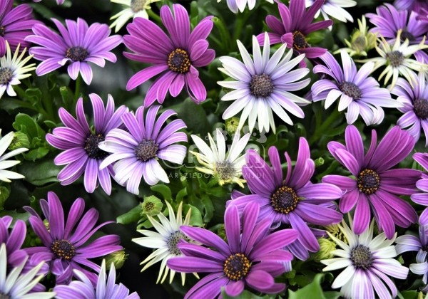 Osteospermum ecklonis Margarita Cool Purple