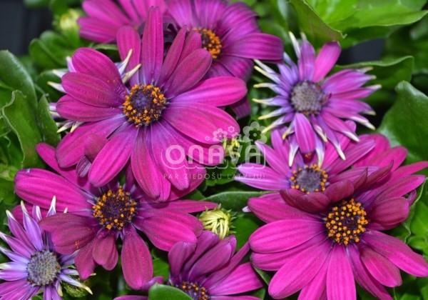 Osteospermum ecklonis Margarita Purple