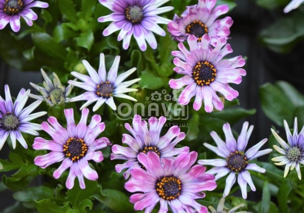 Osteospermum ecklonis Margarita Purple Spoon