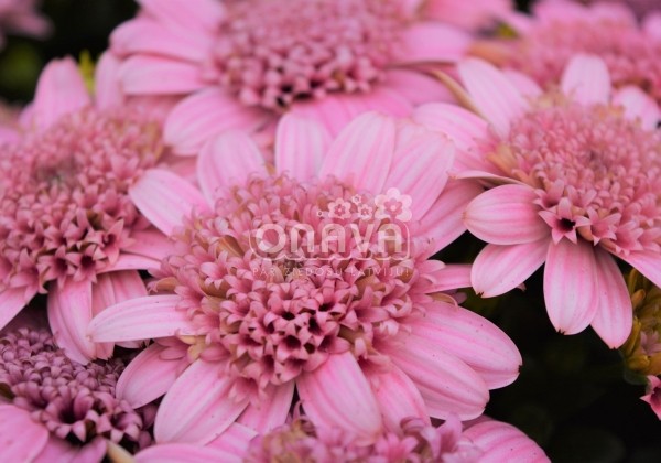 Osteospermum ecklonis Margarita Double Pink