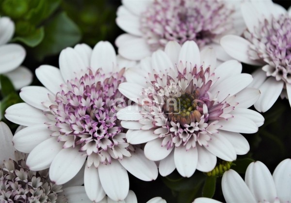 Osteospermum ecklonis Margarita Double White