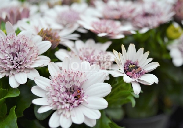 Osteospermum ecklonis Margarita Double White