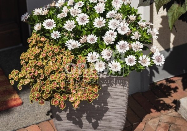 Osteospermum ecklonis Margarita Double White