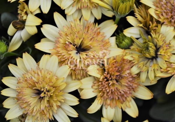 Osteospermum ecklonis Margarita Double Yellow