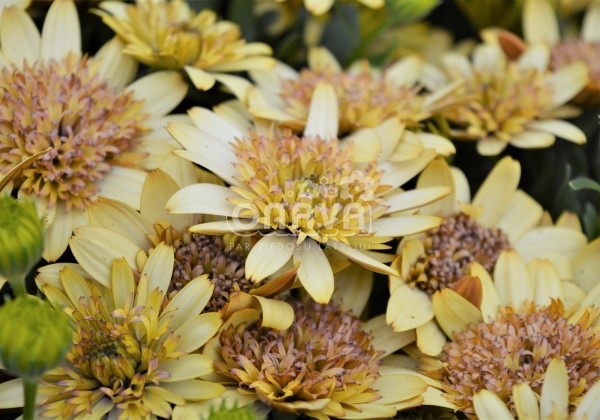 Osteospermum ecklonis Margarita Double Yellow