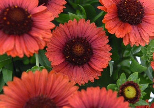 Gaillardia aristata SpinTop Red
