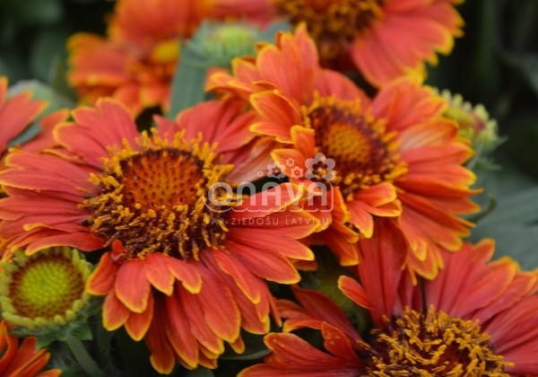 Gaillardia aristata SpinTop Yellow Touch