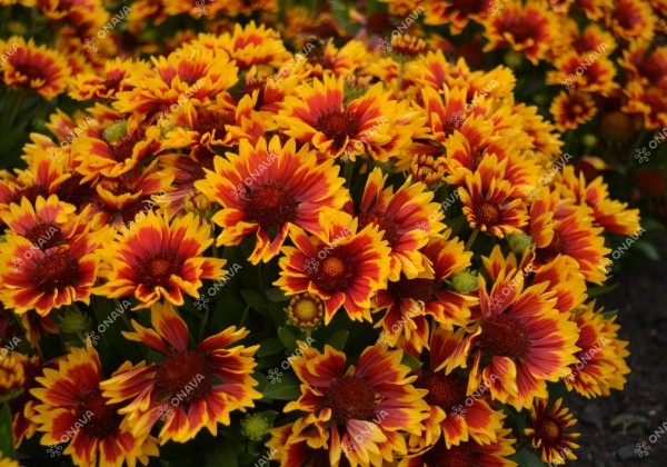 Gaillardia aristata SpinTop Orange Halo Imp