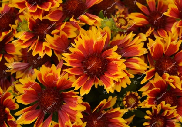 Gaillardia aristata SpinTop Orange Halo Imp