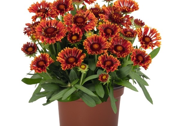Gaillardia aristata  SpinTop Mariachi Red Sky