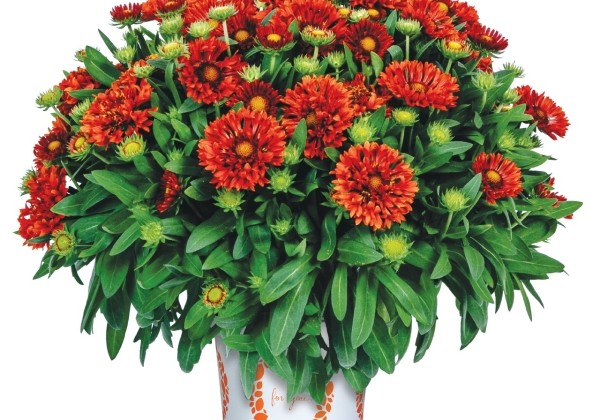 Gaillardia aristata SpinTop Mariachi Red