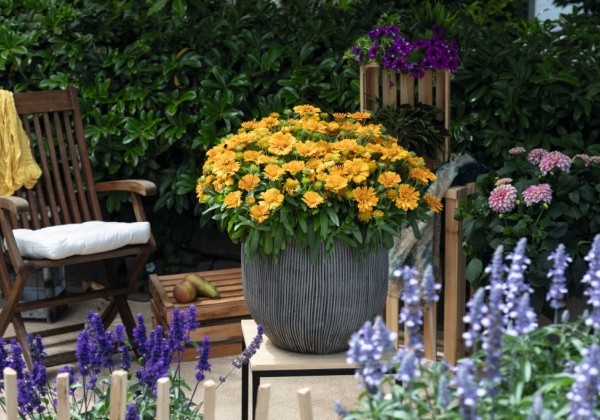 Gaillardia aristata SpinTop Mango