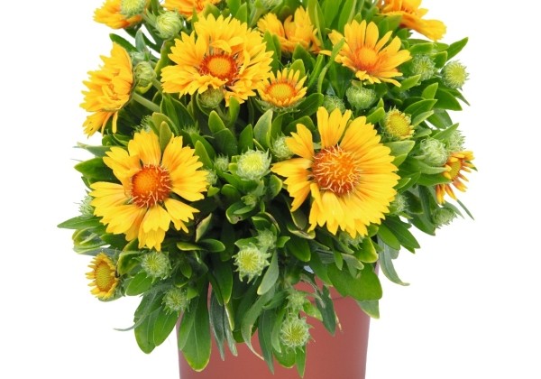 Gaillardia aristata  SpinTop Mango