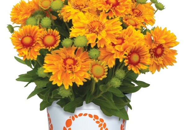 Gaillardia aristata SpinTop Mariachi Gold