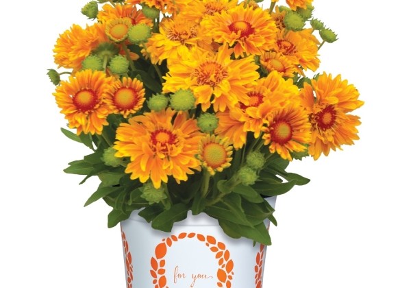 Gaillardia aristata  SpinTop Mariachi Gold