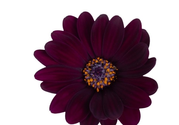 Osteospermum ecklonis Margarita Dark Purple