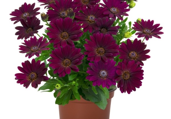 Osteospermum ecklonis Margarita Dark Purple