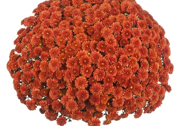 Chrysanthemum multiflora Reef Bronze