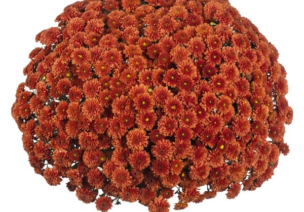 Chrysanthemum multiflora Reef Bronze