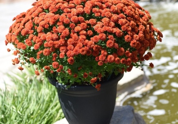 Chrysanthemum multiflora Reef Bronze