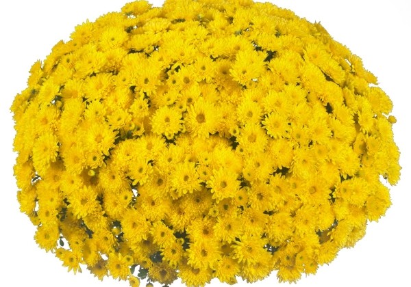 Chrysanthemum multiflora Cruise Yellow