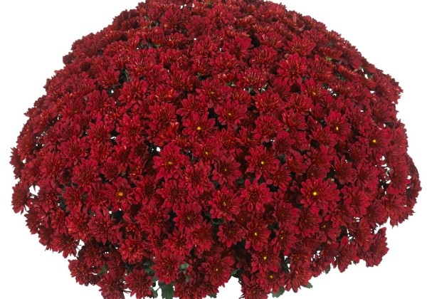Chrysanthemum multiflora Cheer Red (SB Red)