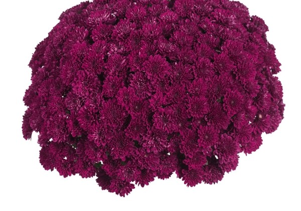 Chrysanthemum multiflora Lagoon Purple