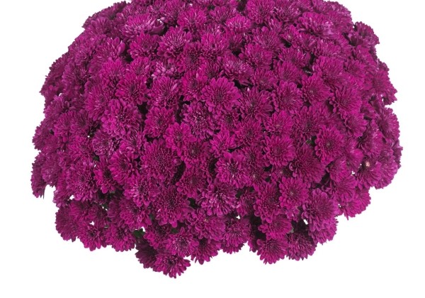 Chrysanthemum multiflora Lagoon Purple