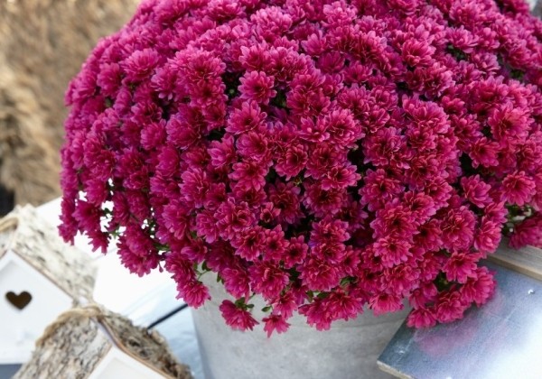 Chrysanthemum multiflora Lagoon Purple