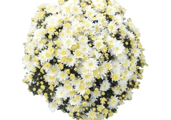 Chrysanthemum multiflora Bliss White