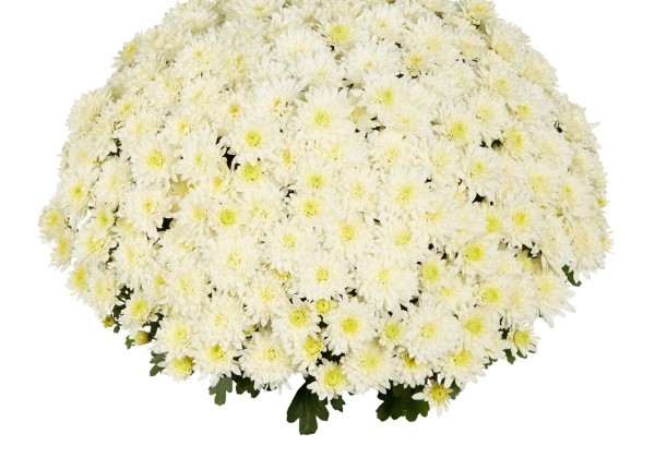 Chrysanthemum multiflora Homerun White